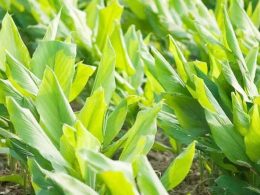 The Information About Curcuma Plant
