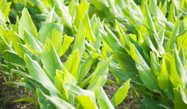 The Information About Curcuma Plant