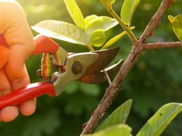 how to use pruning shears