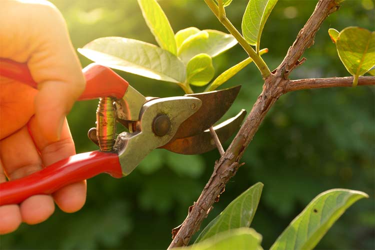 how to use pruning shears