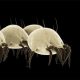 How to Kill Dust Mites