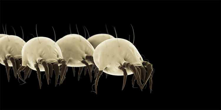 How to Kill Dust Mites