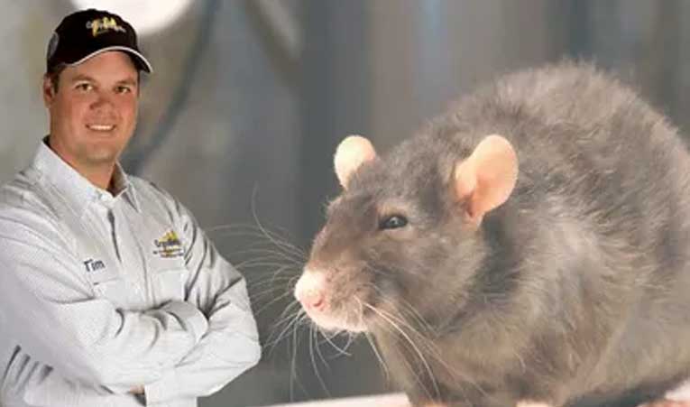 The Ultimate Guide to Rodent Control